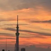 スミレの画像