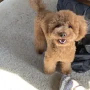 ぽっちゃむの画像