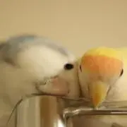 ぐっぴーの画像