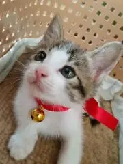 あにまるまんまの画像