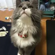 しらす（断捨離中）の画像