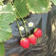 みんみんの画像
