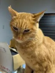 ニャの画像