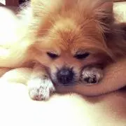 ソメイヨシノ