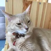 m.m