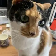 白ねこの画像