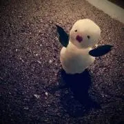 ねこの画像