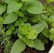 MINTの画像