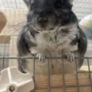 もふもふの画像