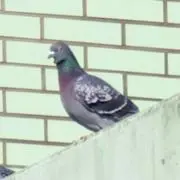 はとはとの画像