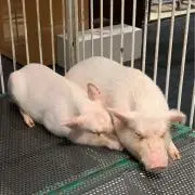 犬っころ