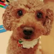 りこの画像