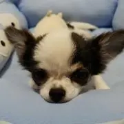 にこ
