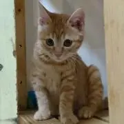mikanの画像