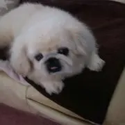 クーちゃん