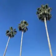 てん★の画像