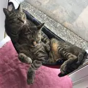 シンバボン