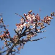 ずまの画像