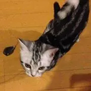 たまご