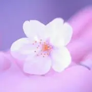 つばさ☪ ‎