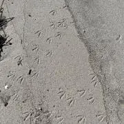 えび