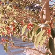 瀧