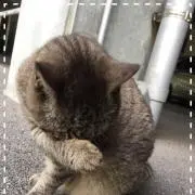 Ｙ.Aの画像
