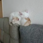 ティア