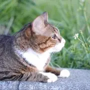 はな♬の画像