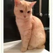 nya＊の画像