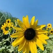 はむの画像