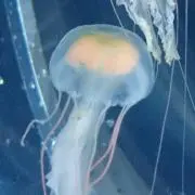 くらげ