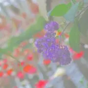 ▷さくらの画像