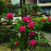 舞マイの画像