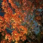 ミーティア⭐︎の画像