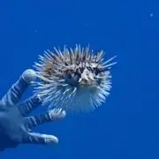 るいこの画像