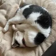 maguroの画像