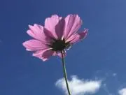 こすもすの画像