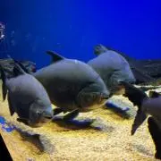 kirakiraの画像