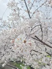 sakurakoの画像
