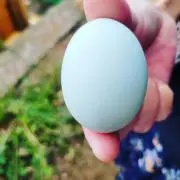りんりんの画像