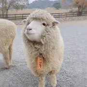 Maoの画像