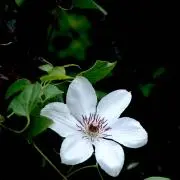 oriの画像