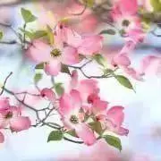 はなみずきの画像