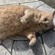 おちゃとの画像