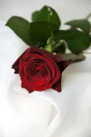 PIBの画像