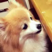 ゆかりんこ