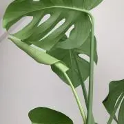 Pikaの画像