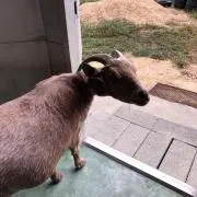 mi うなぎの画像