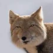 秋ちゃんの画像